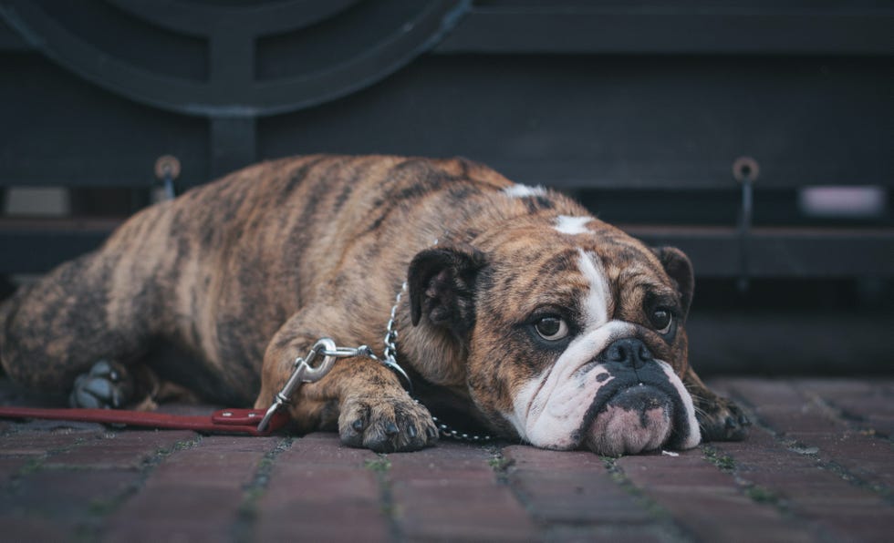 bulldog laying on the ground bulldog laying on the ground