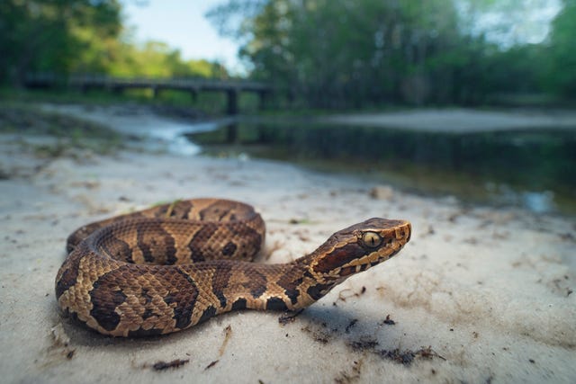 Cottonmouth Snake.