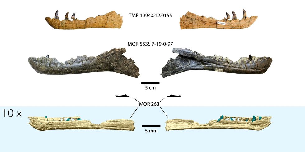 Een 3Dreconstructie van de kaak van een embryonale tyrannosaurus onder vergeleken met de kaakbeenderen van andere bekende tyrannosaurirs Om ze te kunnen vergelijken heeft de kaak die onderaan is afgebeeld tien keer de schaal van de andere afgebeelde kaken Het kleine silhouet laat zien hoe groot de kaak werkelijk is ten opzichte van de grotere kaken