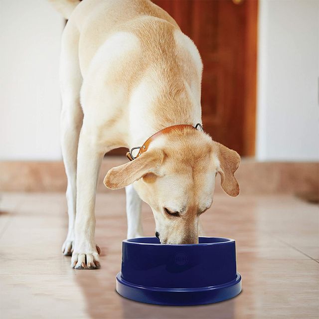 This Pet Bowl Will Keep Your Dog's Water Cool for 15 Hours, So It's a Must  for Summer