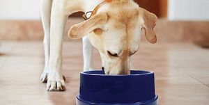 k and h pet products coolin' dog bowl