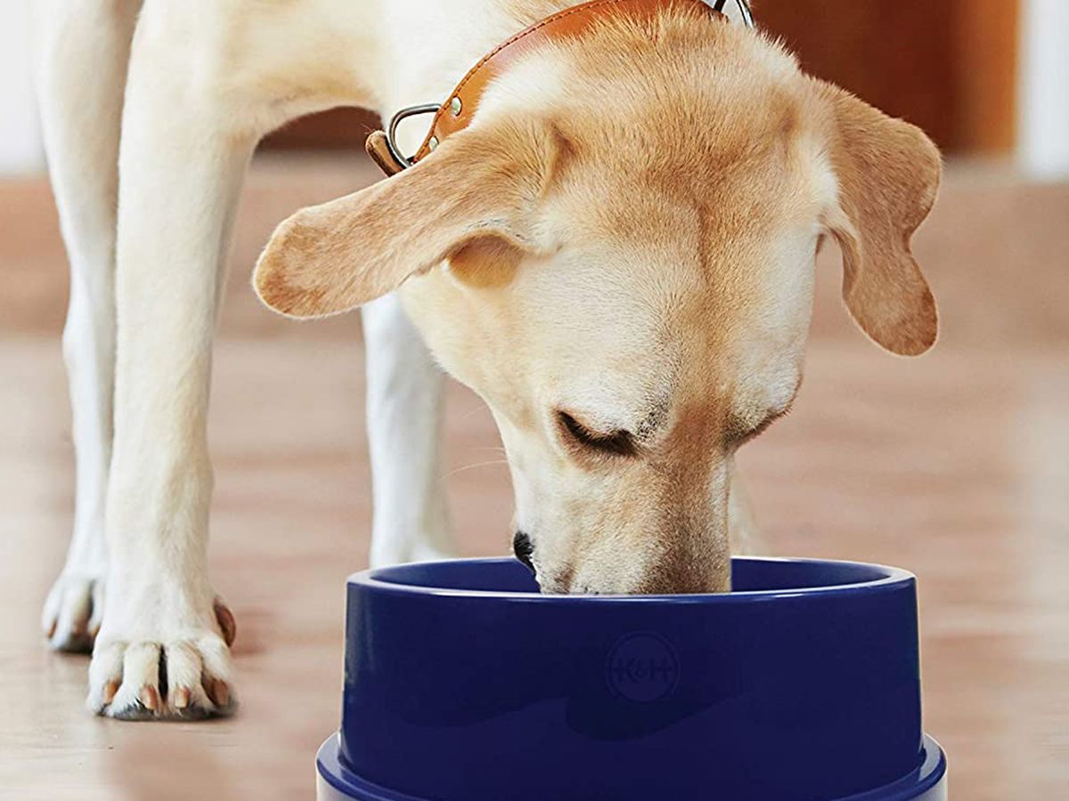 https://hips.hearstapps.com/hmg-prod/images/k-and-h-coolin-pet-bowl-social-1615900577.jpg?crop=0.6666666666666666xw:1xh;center,top&resize=1200:*