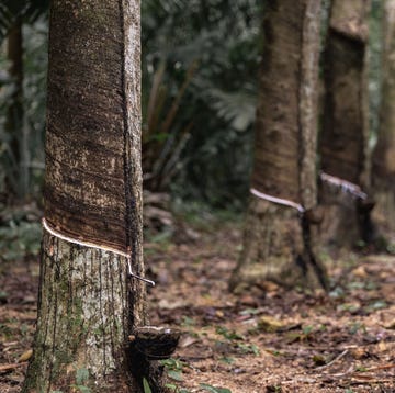 Dit natuurlatex matras is goed voor je nachtrust én de planeet rubberplantage