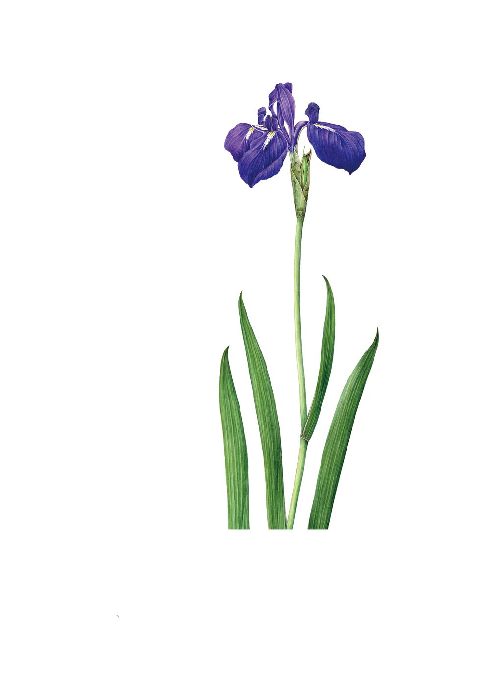 Flower, Flowering plant, Plant, Iris, Botany, Cut flowers, Orris root, Iris family, Petal, Pedicel, 
