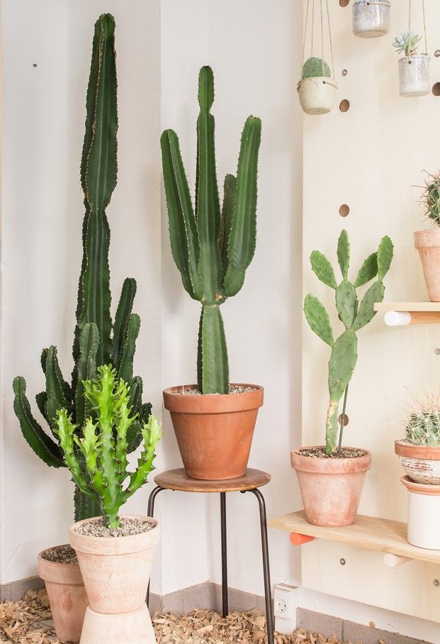 plantas resistentes decorar cactus