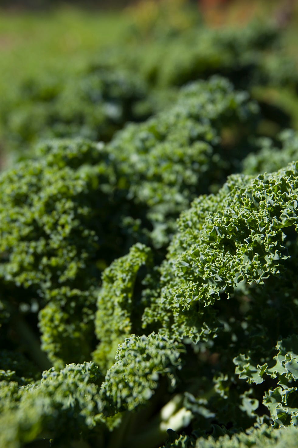 best fat burning foods   kale