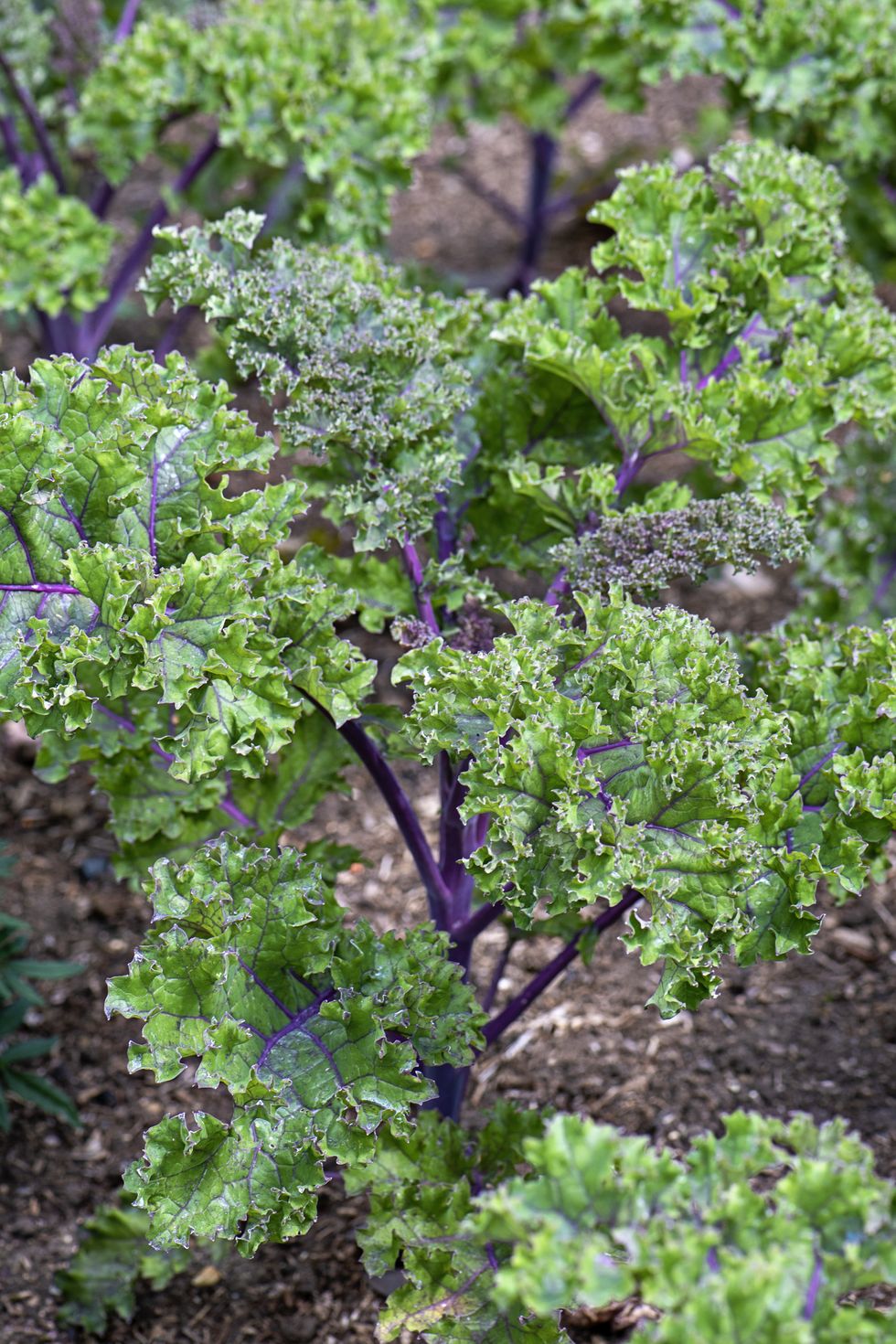 close up image of kale growing