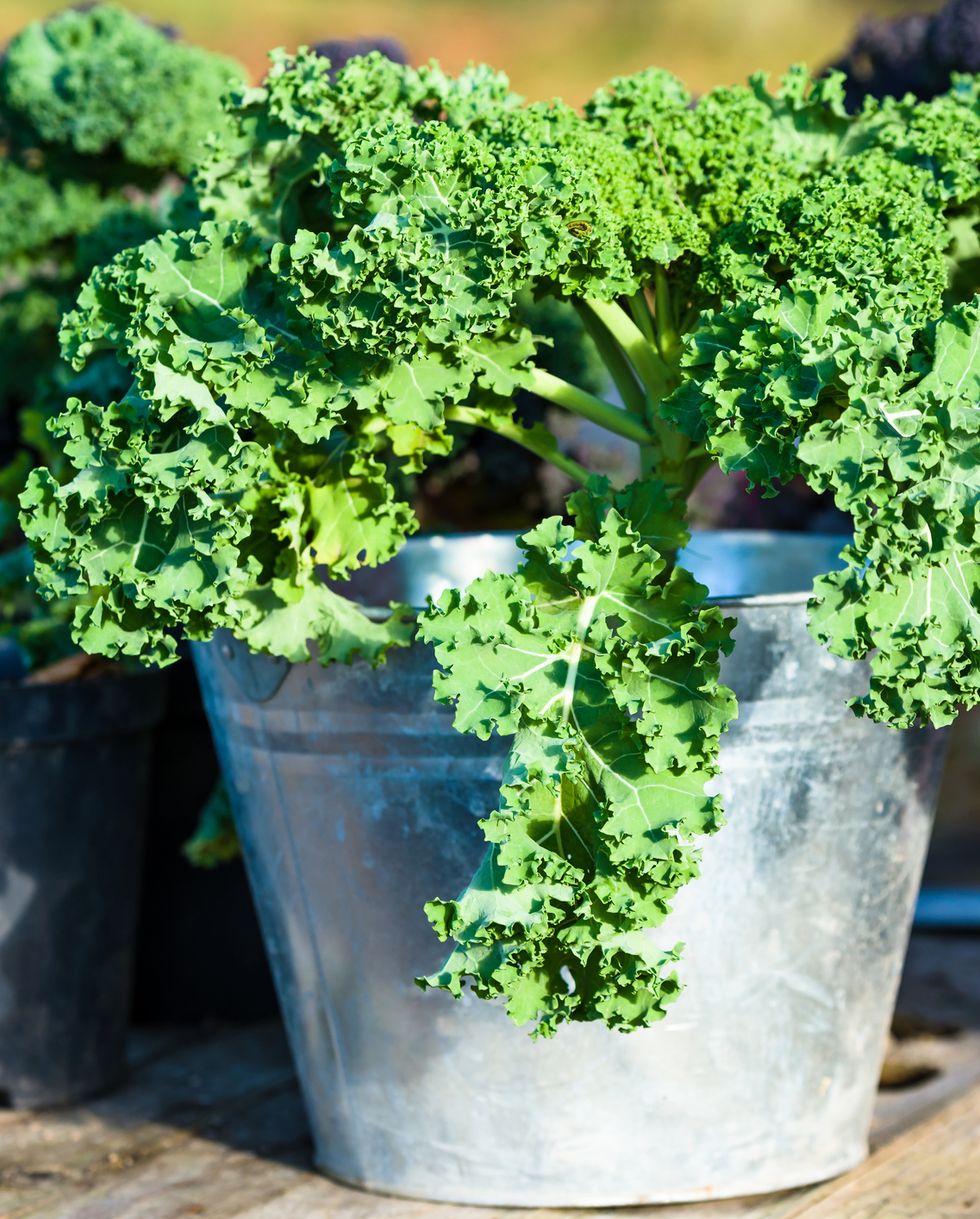 15 Best Vegetables for Container Gardens