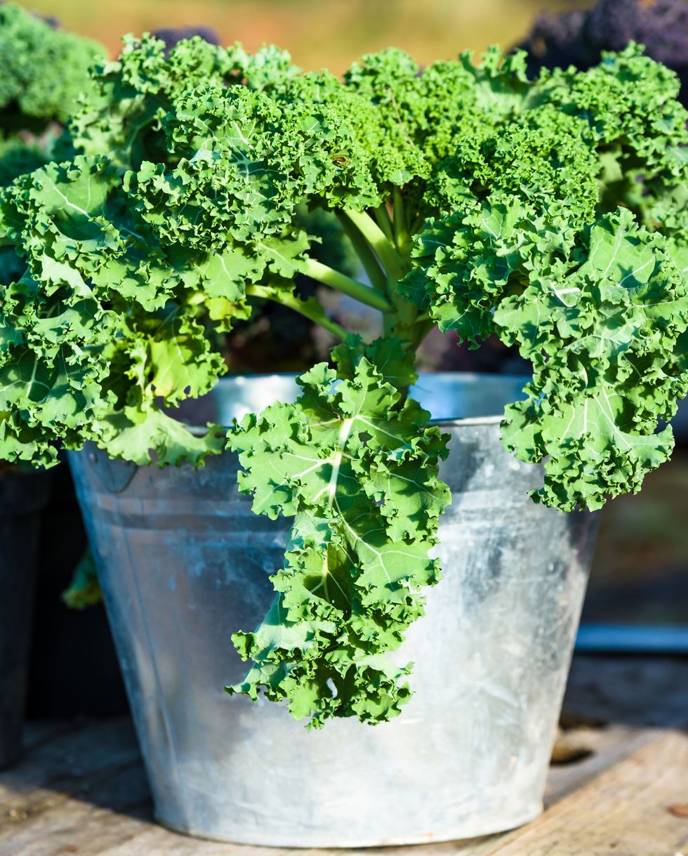container gardening vegetables kale