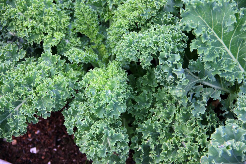 Kale growing in garden