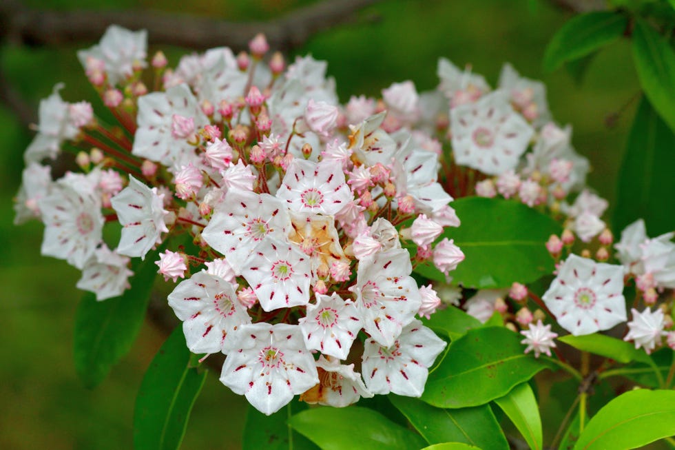 28 Evergreen Shrubs To Plant For Year-round Beauty