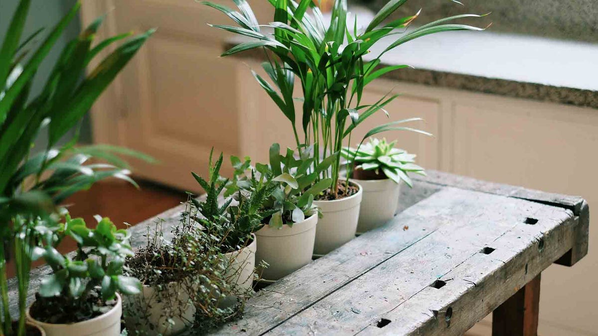 preview for Unusual Houseplants You Didn't Know Existed