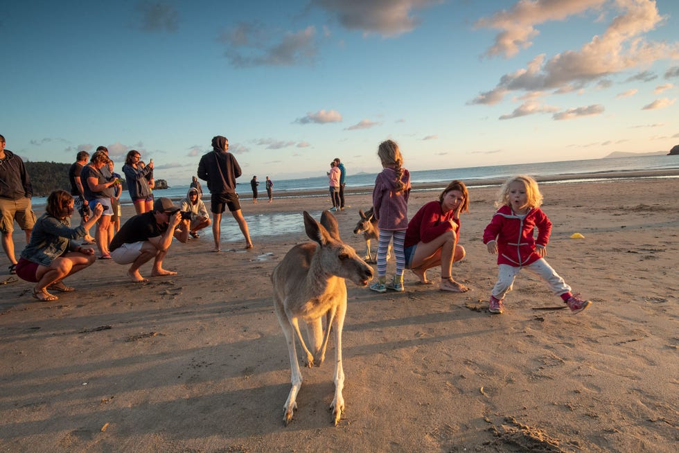 Toeristen van alle leeftijden vergapen zich aan de oostelijke grijze reuzenkangoeroes op het strand van Cape Hillsborough in Mackay Queensland Het strand is tegenwoordig erg populair onder toeristen wat de plaatselijke economie een flinke impuls heeft gegeven