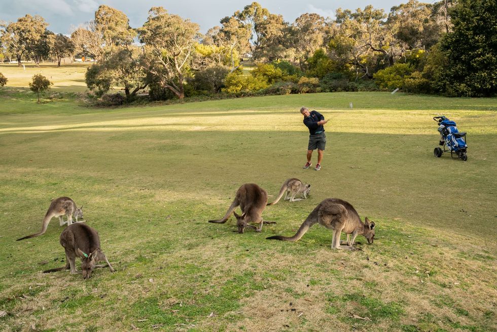 Golfers en kangoeroes delen de green op de Anglesea Golf Club in Victoria  geen ongewoon beeld in Australi Het maakt de banen tot een trekpleister voor toeristen n biedt onderzoekers de kans de dieren te taggen om ze te volgen en bestuderen