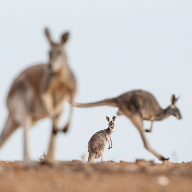 geen land wordt zo sterk geassocieerd met een dier als australi met de kangoeroe maar nu ze gewassen verwoesten en autoongelukken veroorzaken weten de australirs zich geen raad met hun geliefd symbool of plaag