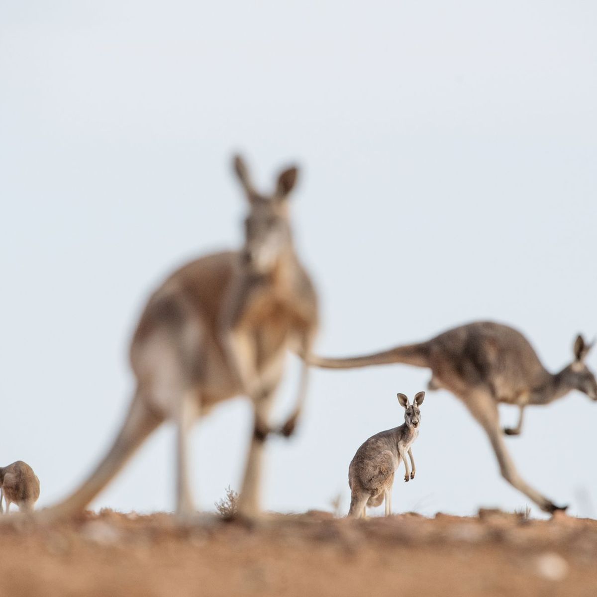 Kangoeroes: Geliefd Symbool Of Plaag?