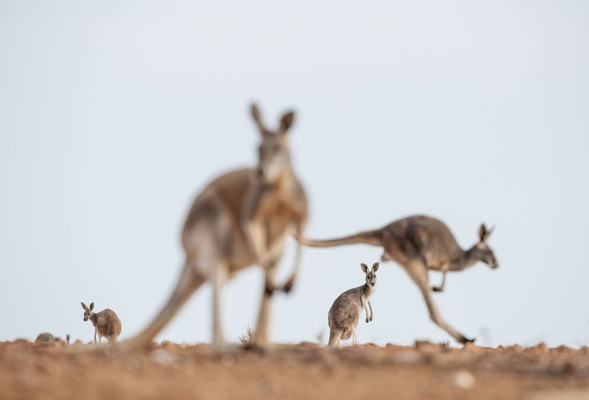 Geen land wordt zo sterk geassocieerd met een dier als Australi met de kangoeroe Maar nu ze gewassen verwoesten en autoongelukken veroorzaken weten de Australirs zich geen raad met hun geliefd symbool of plaag