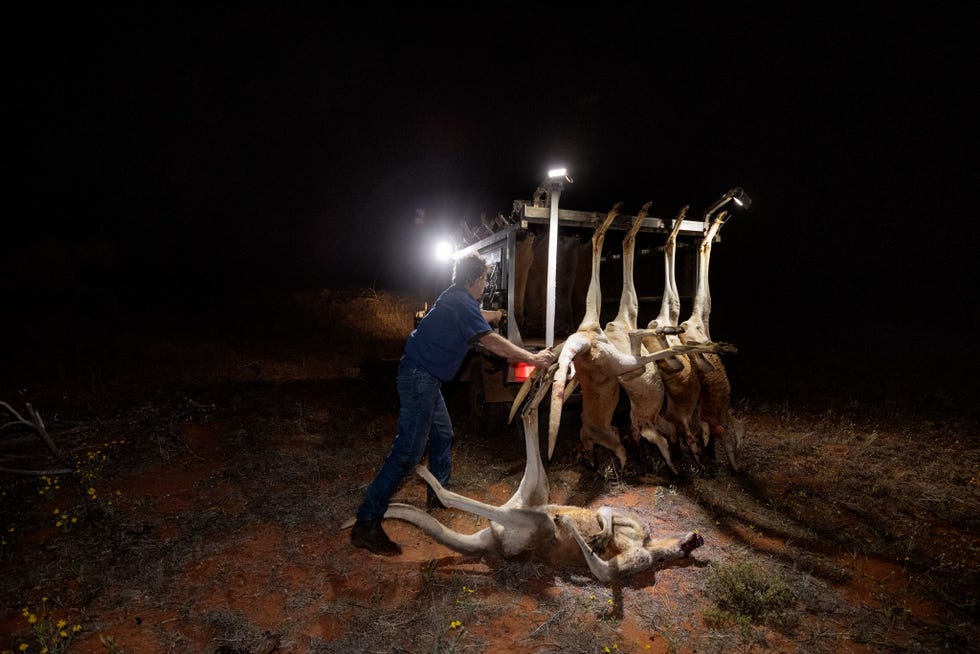 Professioneel schutter Peter Absalom verwerkt de mannelijke rode kangoeroes die hij bij Mulyungarie Station in ZuidAustrali heeft gedood Sinds 2013 is het alleen nog toegestaan om mannetjes af te schieten zodat de vrouwtjes voor hun kangoeroejongen kunnen blijven zorgen