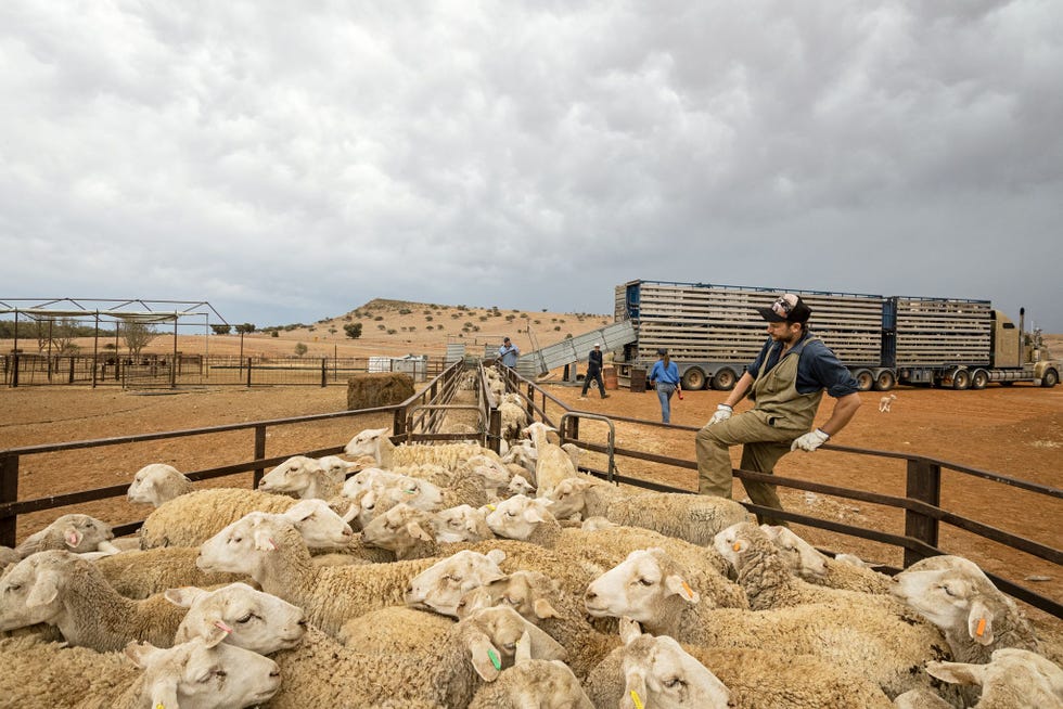 In Milparinka New South Wales verhuist de familie Kuerschner 2000 schapen vanaf Peak Hill Station naar een gebied met meer eten en water Veehouders zeggen dat hun vee niet op kan tegen de kangoeroe voor waardevol bronnen