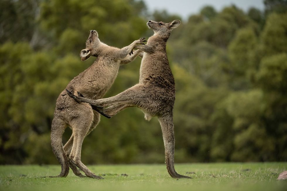 Vechtende jonge mannetjes in Grampians National Park in Victoria Het beeld van een boksende kangoeroe  nu een bekend symbool van Australi  verscheen voor het eerst in een cartoon in 1891 en is genspireerd op shows waarin de mens tegen de kangoeroe vocht