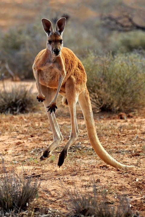 kangaroo hopping