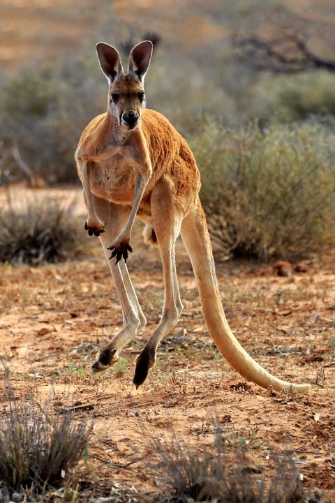 45 Coolest Animals: The Most Extreme Things Creatures Do To Survive 45 Coolest Animals: The Most Extreme Things Creatures Do To Survive
