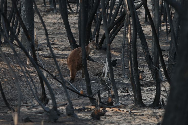 オーストラリアの森林火災で生き残った動物