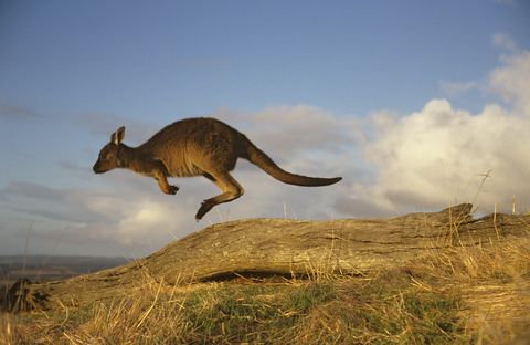 Kangaroo Island Western grey kangaroo Macropus running Kangaroo Island, South Australia