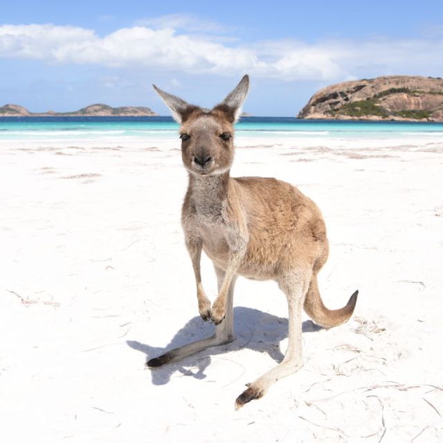 the iconic kangaroos of lucky bay in the cape le grand national park, western australia