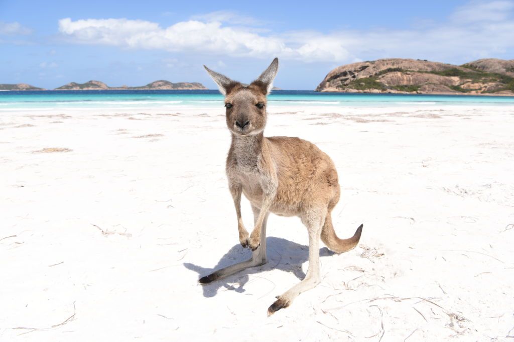 the iconic kangaroos of lucky bay in the cape le grand national park, western australia
