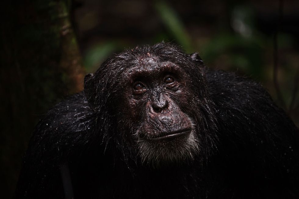 In tegenstelling tot chimpansees in gevangenschap worden hun soortgenoten in het wild of in opvangcentra met grote omheinde gebieden op een veel gezondere manier ouder waarschijnlijk omdat ze hun hele leven actief blijven