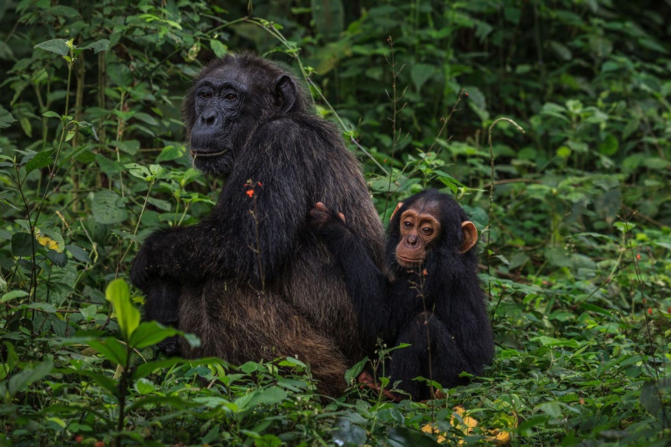 Wetenschappers volgen de wilde chimpansees in de regio Kanyawara in het Nationale Park van Kibale al sinds 1987 waardoor ze steeds meer inzicht krijgen in het gedrag van deze primaten en de betekenis daarvan voor de moderne mens