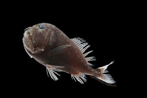 ultra black fish, anoplogaster cornuta