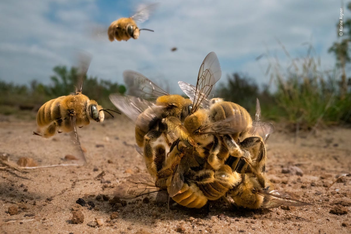 Een zoemende bal cactusbijen rolt over het hete zand Na enkele minuten vliegt het paar in het midden van de bal een mannetje dat zich vastklampt aan het enige vrouwtje in de groep weg om te paren
