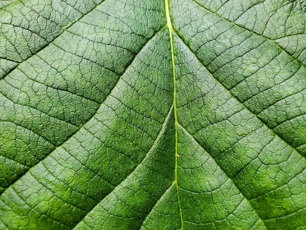 Een closeup van het blad van de Karomia gigas In het wild laten deze bomen hun blad vallen tijdens het droge seizoen