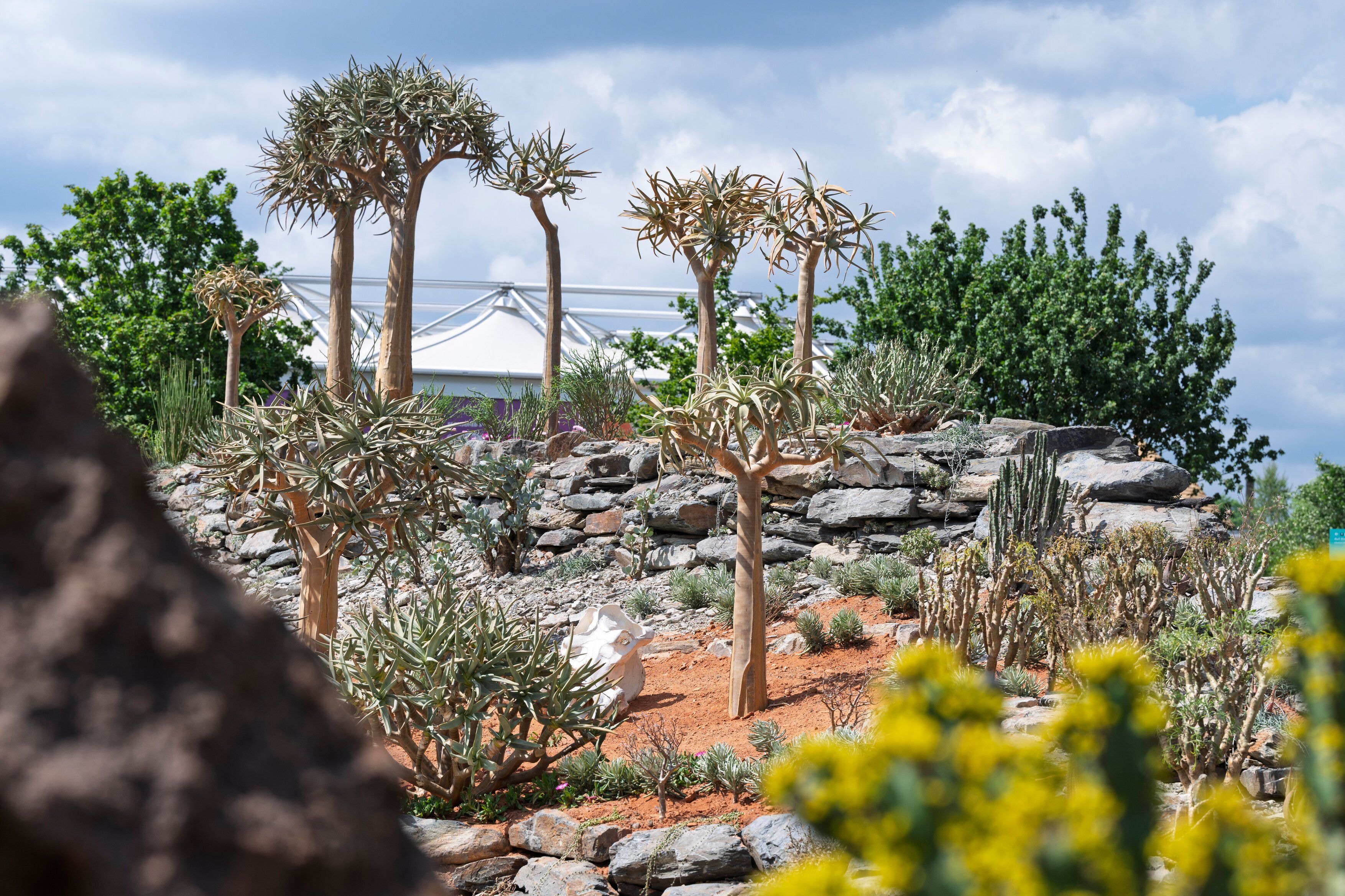 Chelsea Flower Show 2025 All 37 Gardens Medal Winners Gold Best In Karoo Succulent Garden Designed By The Newt In Somerset Installation Rhs Chelsea Flower Show 2025 682cd3f7b052c