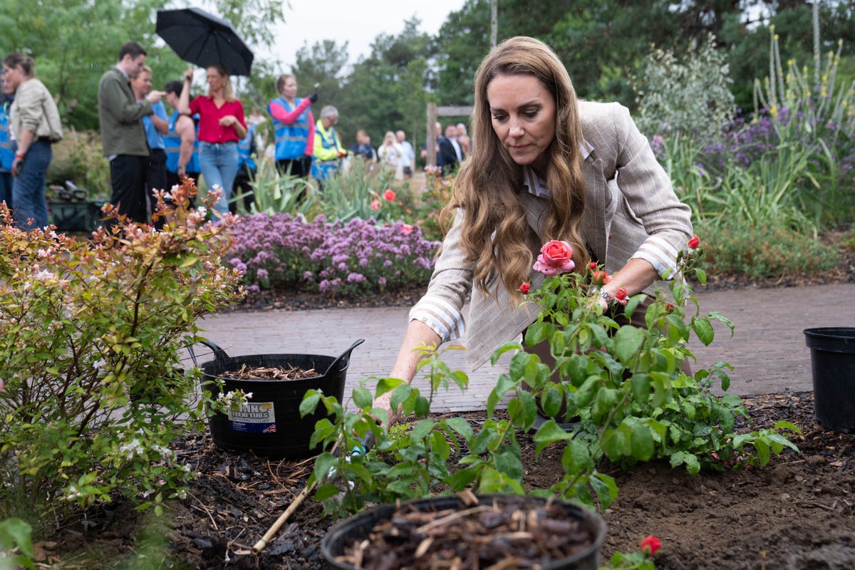 Princess of Wales planting Catherine's Rose