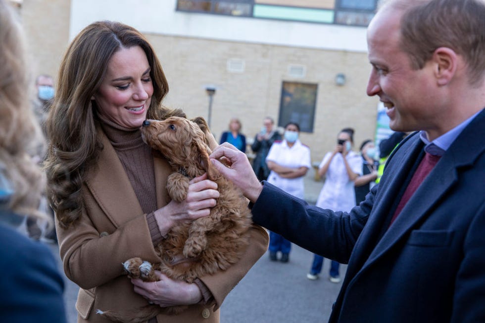 Kate Middleton Therapy puppy kate middleton therapy puppy