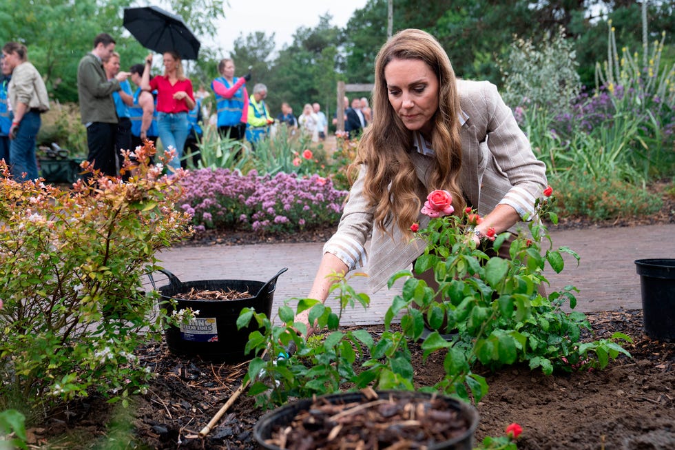 kate middleton plantando un rosal durante su visita al wellbeing garden del hospital de colchester, en essex