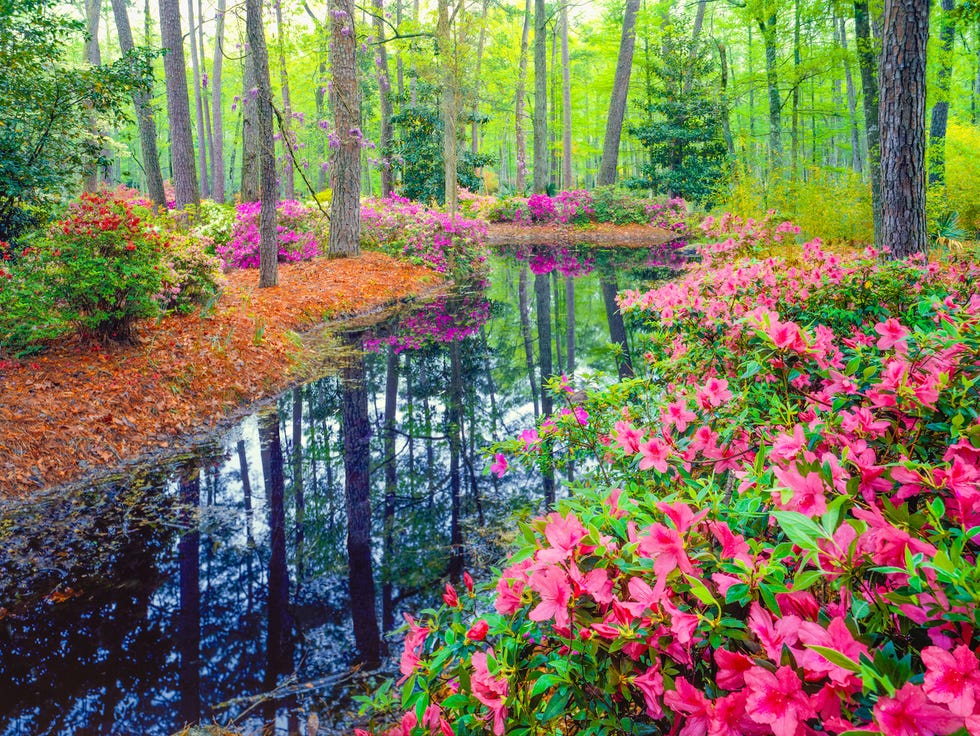 Spring in Southern Woodland Garden