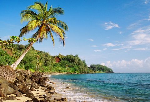 kauai hawaii palm tree pacific ocean coastline