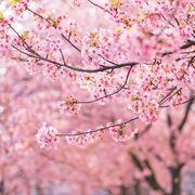 kawazu sakura cherry trees in full bloom
