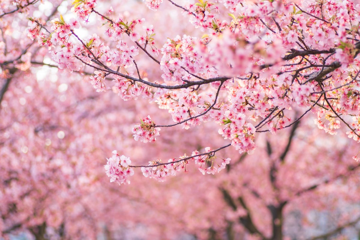 preview for Everything to Know About the Spring Equinox