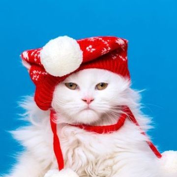 「不想過聖誕的貓貓」搞笑照片特輯！35張每到佳節就憤怒的貓咪，別再把牠扮成聖誕老公公啦