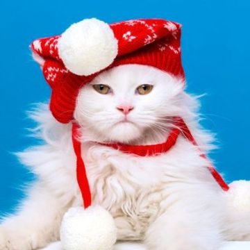 「不想過聖誕的貓貓」搞笑照片特輯！35張每到佳節就憤怒的貓咪，別再把牠扮成聖誕老公公啦