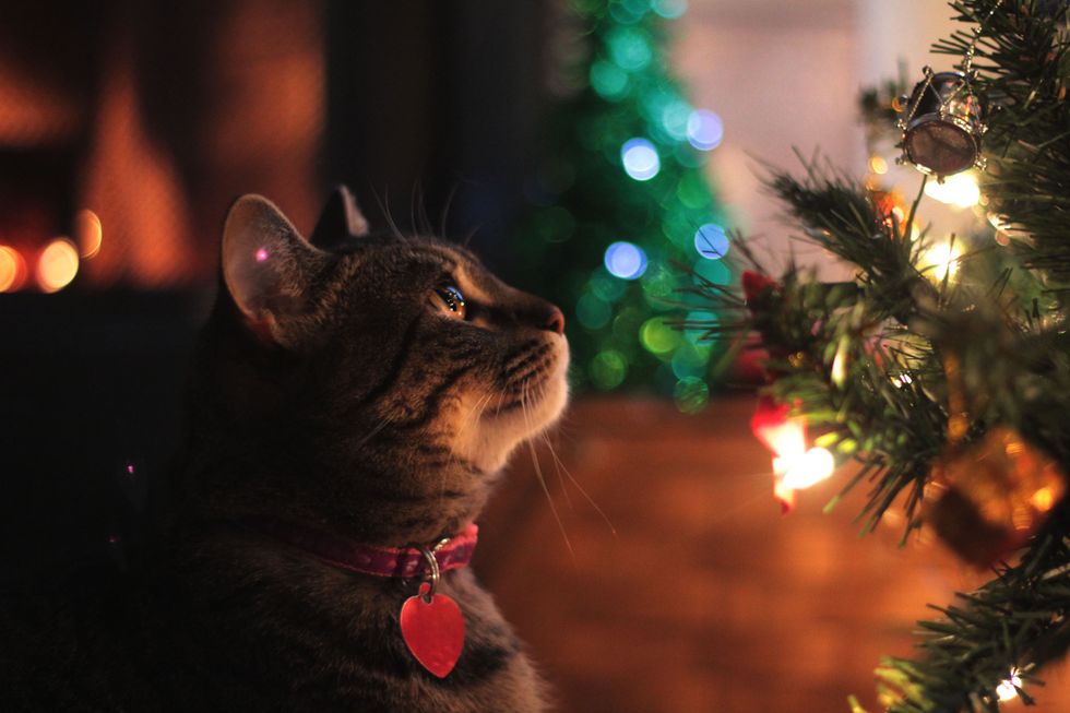 Cat with Collar Looking at Christmas Tree