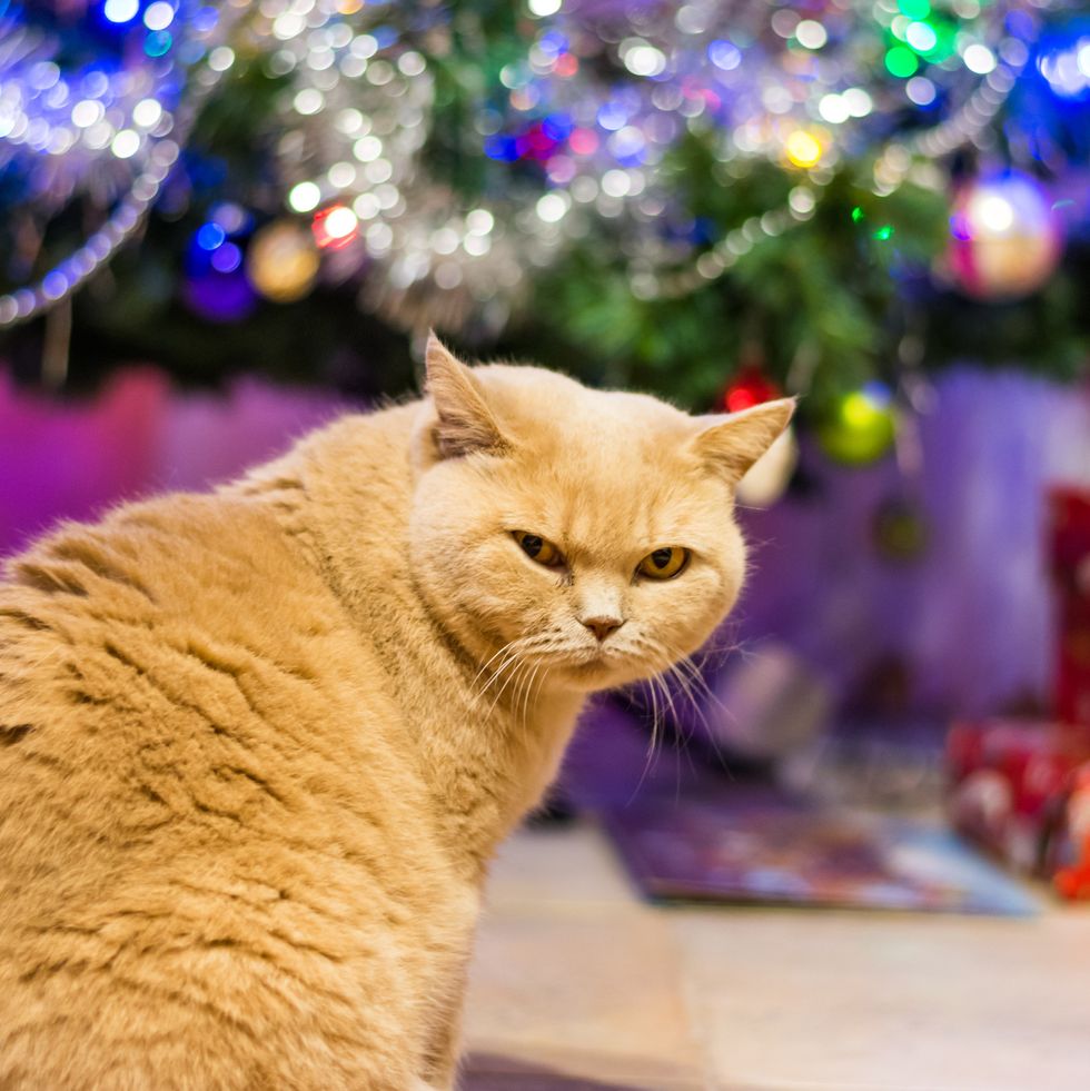 cat near the christmas tree and gifts