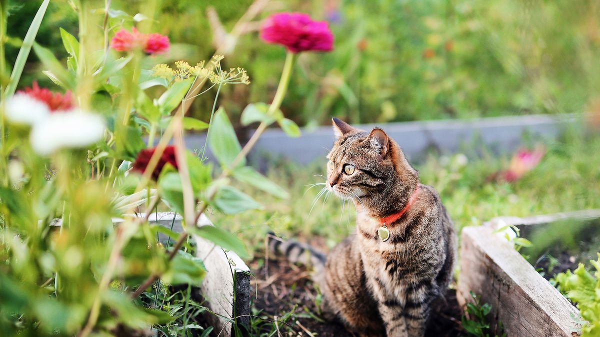 How To Keep Cats Out Of Garden - 9 Ways To Deter Cats From Garden