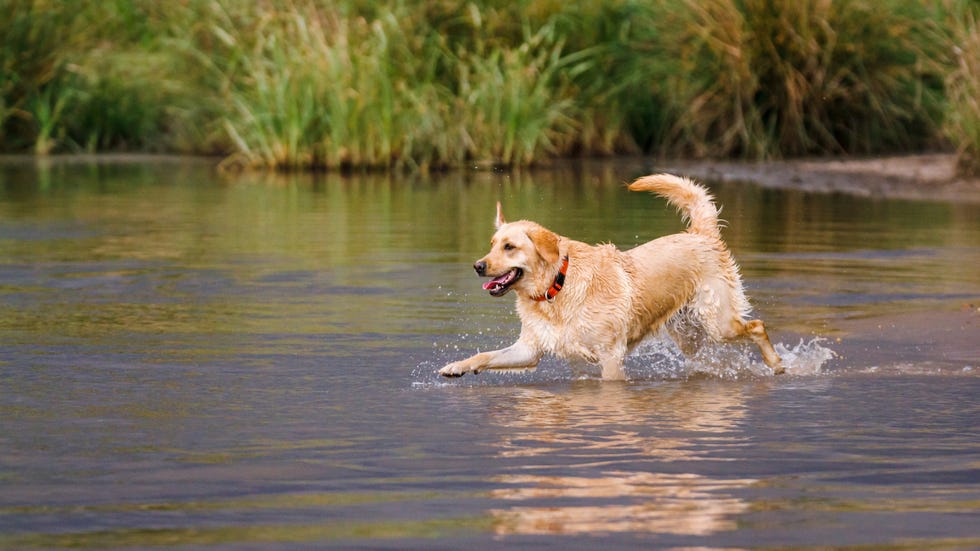 How to keep your pet cool in hot weather