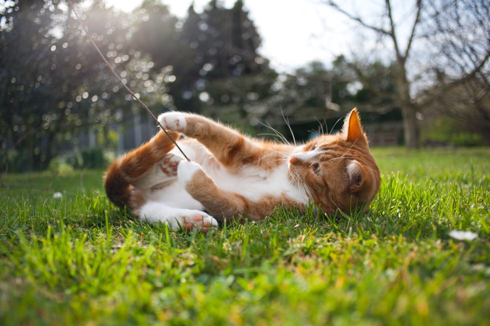 how to keep your pet cool